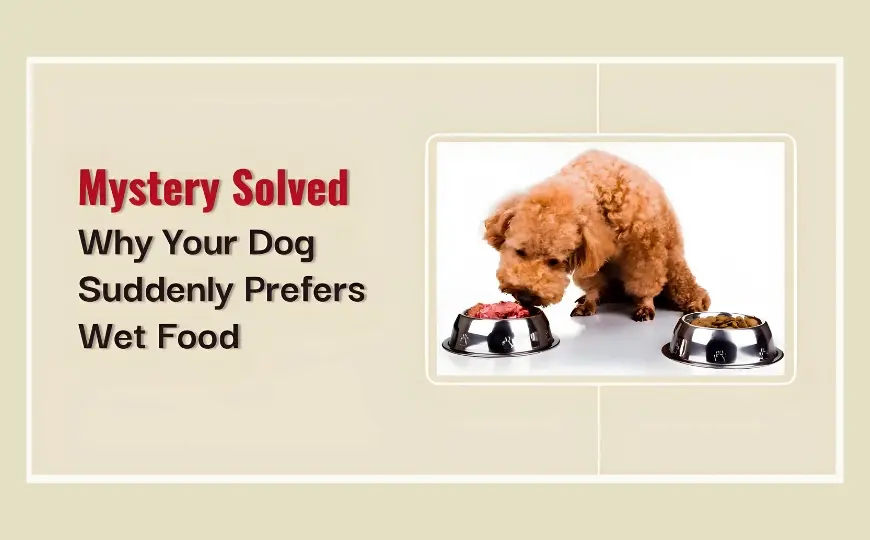 13 Reason Why Dog Stopped Eating Dry Food but Eats Wet Food